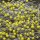 Glass head pins yellow approx. 1000 pieces / extra long 0.65 x 43 mm